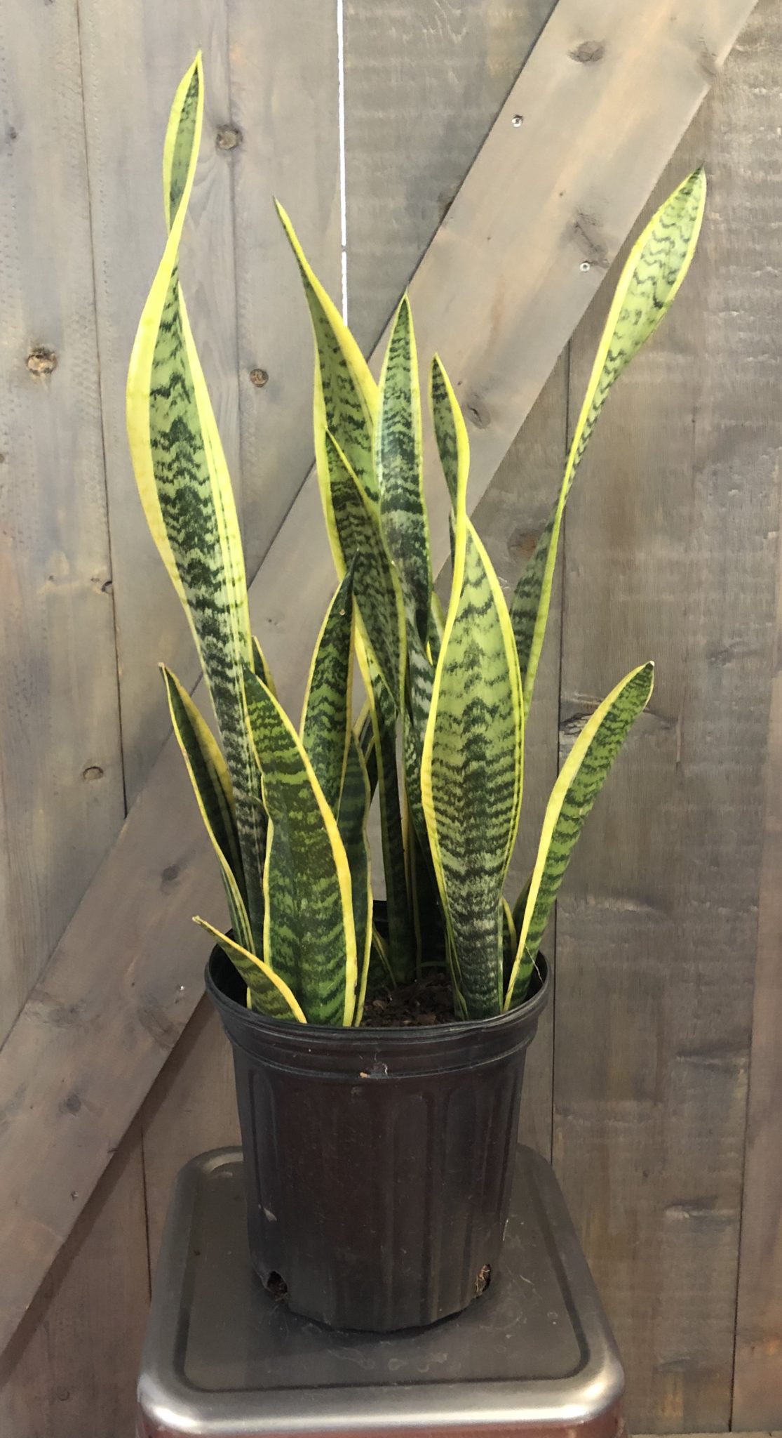 Sansevieria Laurentii 8 Beech Nursery Toronto 