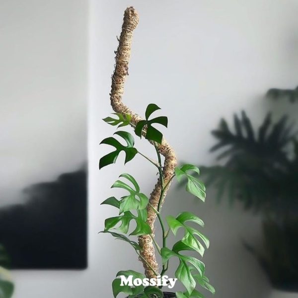 free download mosspole