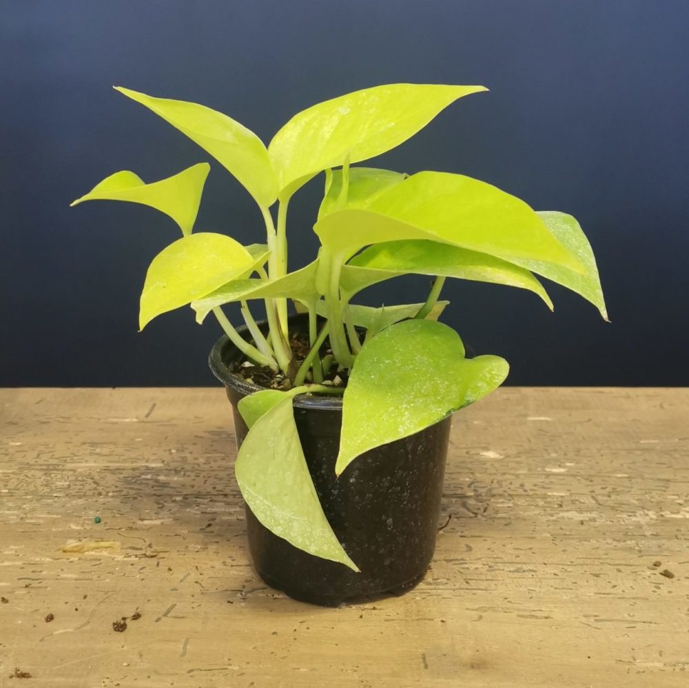 pothos-neon-4-beech-nursery-toronto