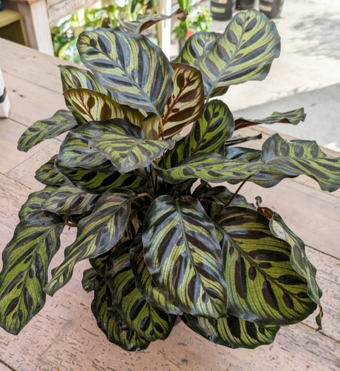 Calathea Makoyana 6