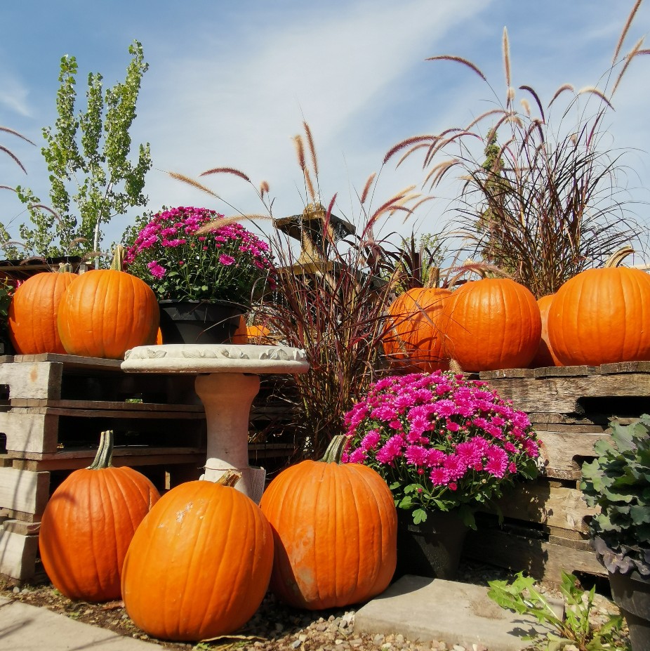 Pumpkin Small – Beech Nursery Toronto