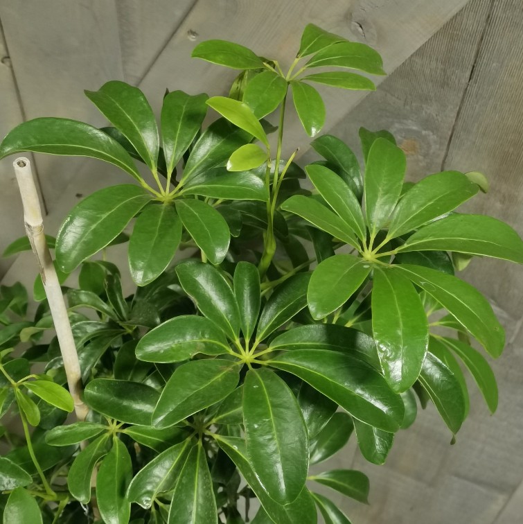 Schefflera Arbicola 10